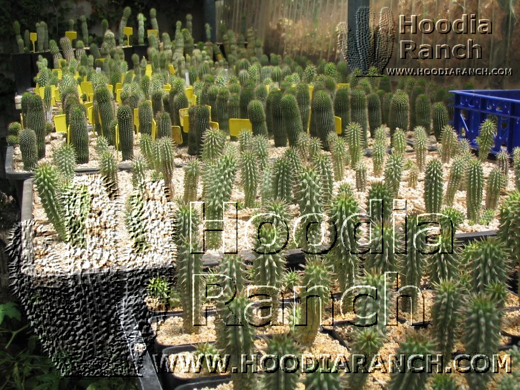 Hoodia Collection in Growing Greenhouse