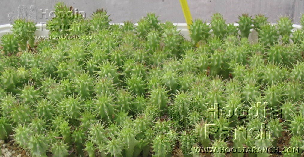 Hoodia Collection in Growing Greenhouse